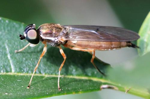 Sargus bipunctatus